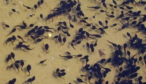 蝌蚪原稿吃瓜,揭秘吃瓜背后的趣味与真相