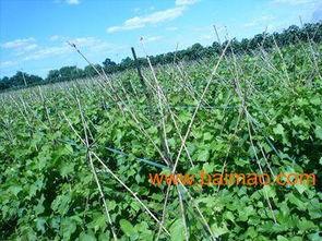 头条有谁在卖葡萄苗,揭秘市场中的种植新宠