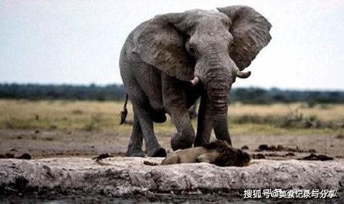 网红大象和狮子的故事,一场跨越物种的友谊传奇